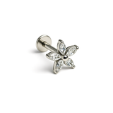 Pierce Starfish